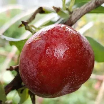 1月份水果当季,现在的当季水果