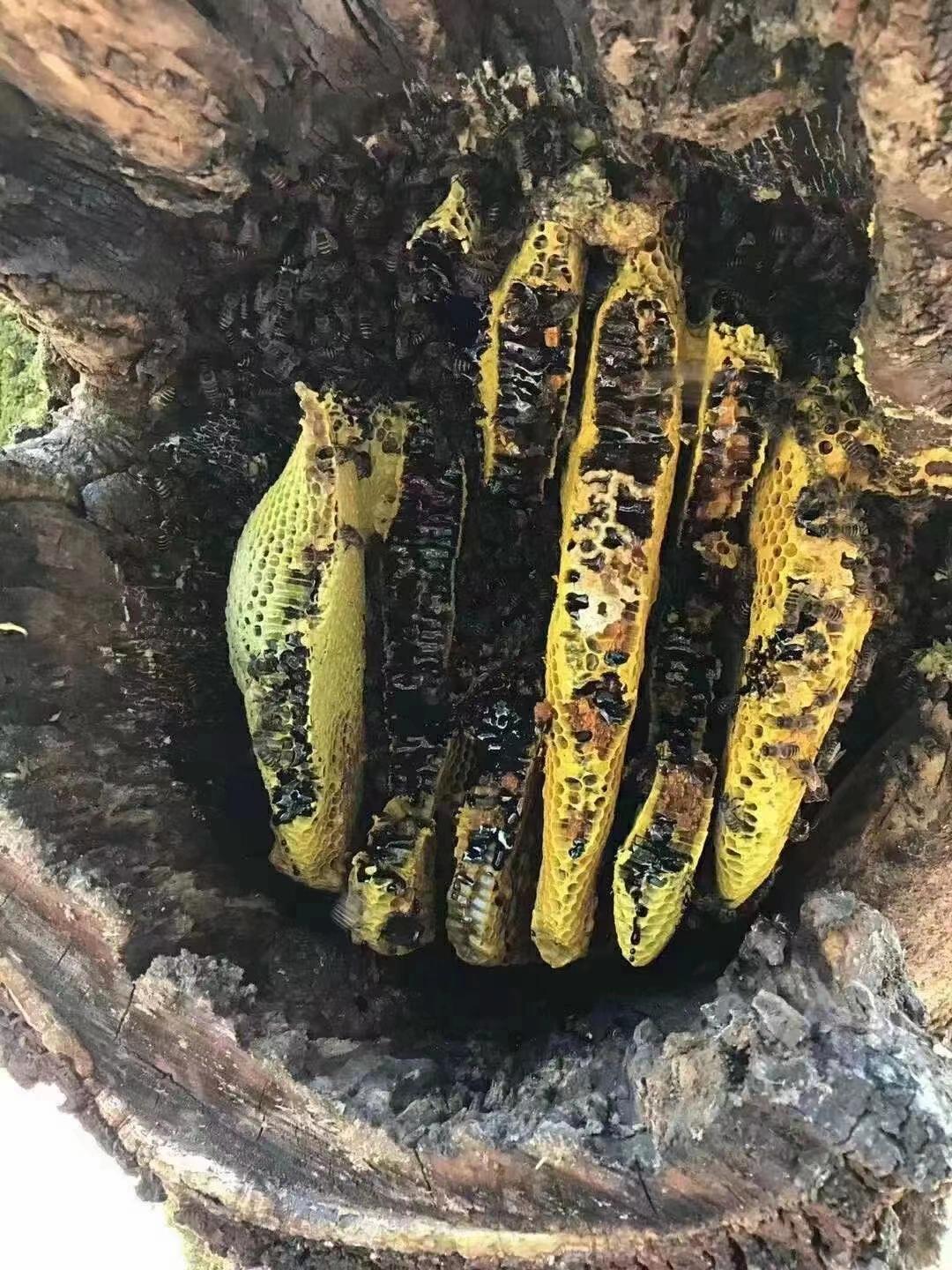 云南黑蜂蜜的功效与作用,云南的黑蜂蜜好吗