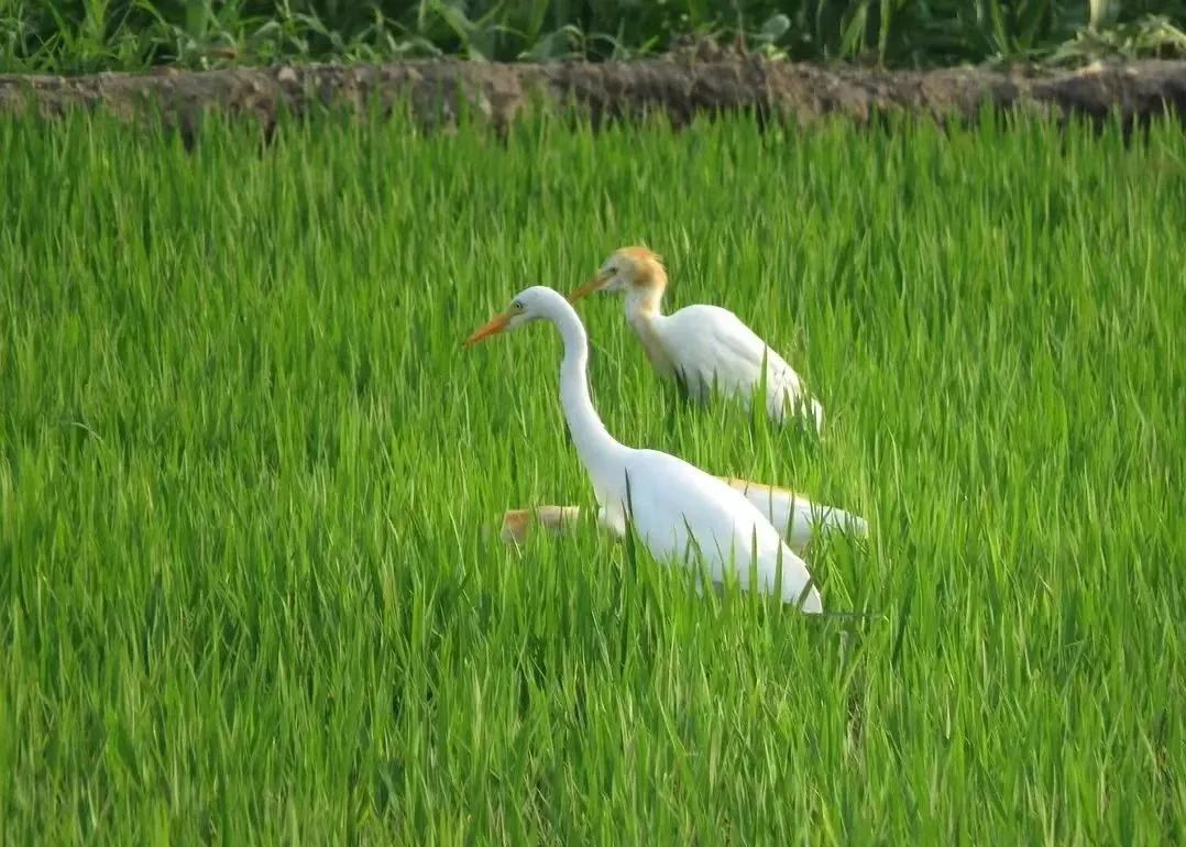 搬离城市，坐火车上班的年轻人：获得了真正的快乐！