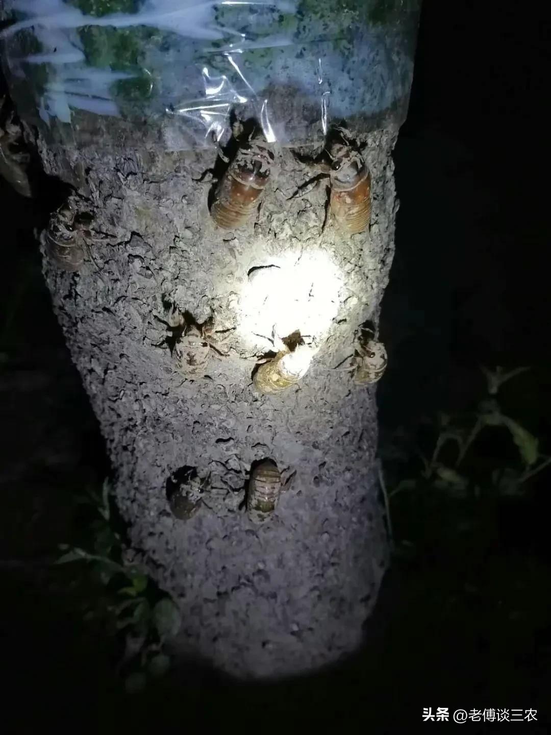 山东金蝉1元钱一只贵吗？卖蝉人一夜能抓1000多只，非常赚钱