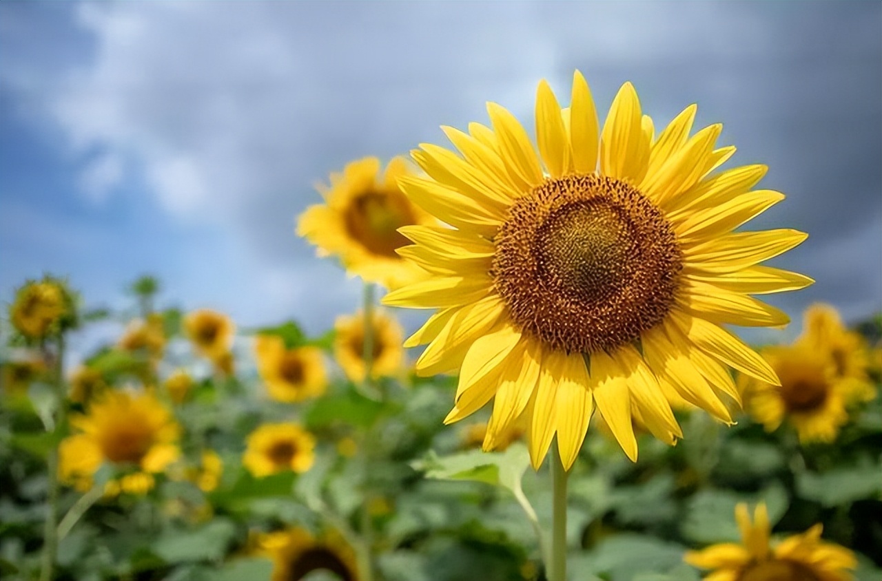 来例假量大血块多的原因有哪些呢,月经排出像猪肝样的血块是好事吗