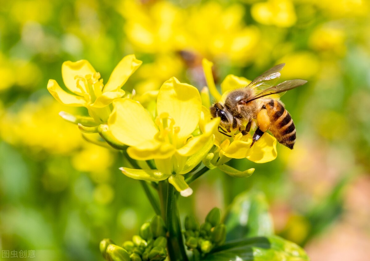 春季生发应如何调理肝脏,中医春季如何调肝养肝