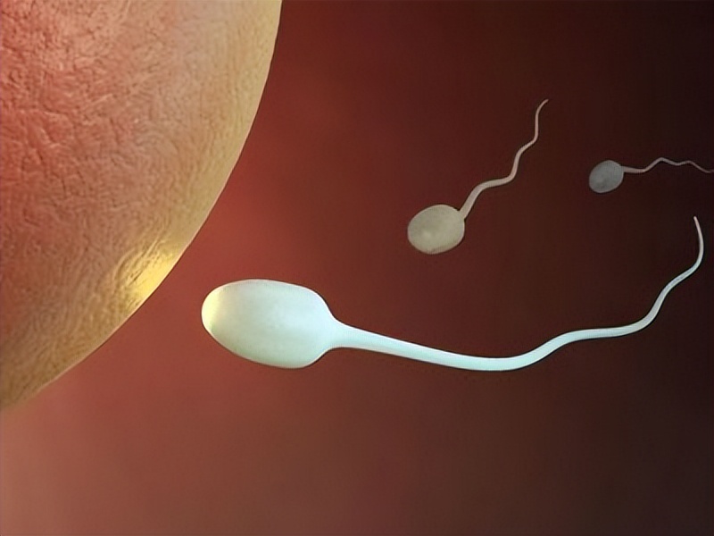 进入女性体内后,结合失败的精子都去哪里了?既心疼又好笑