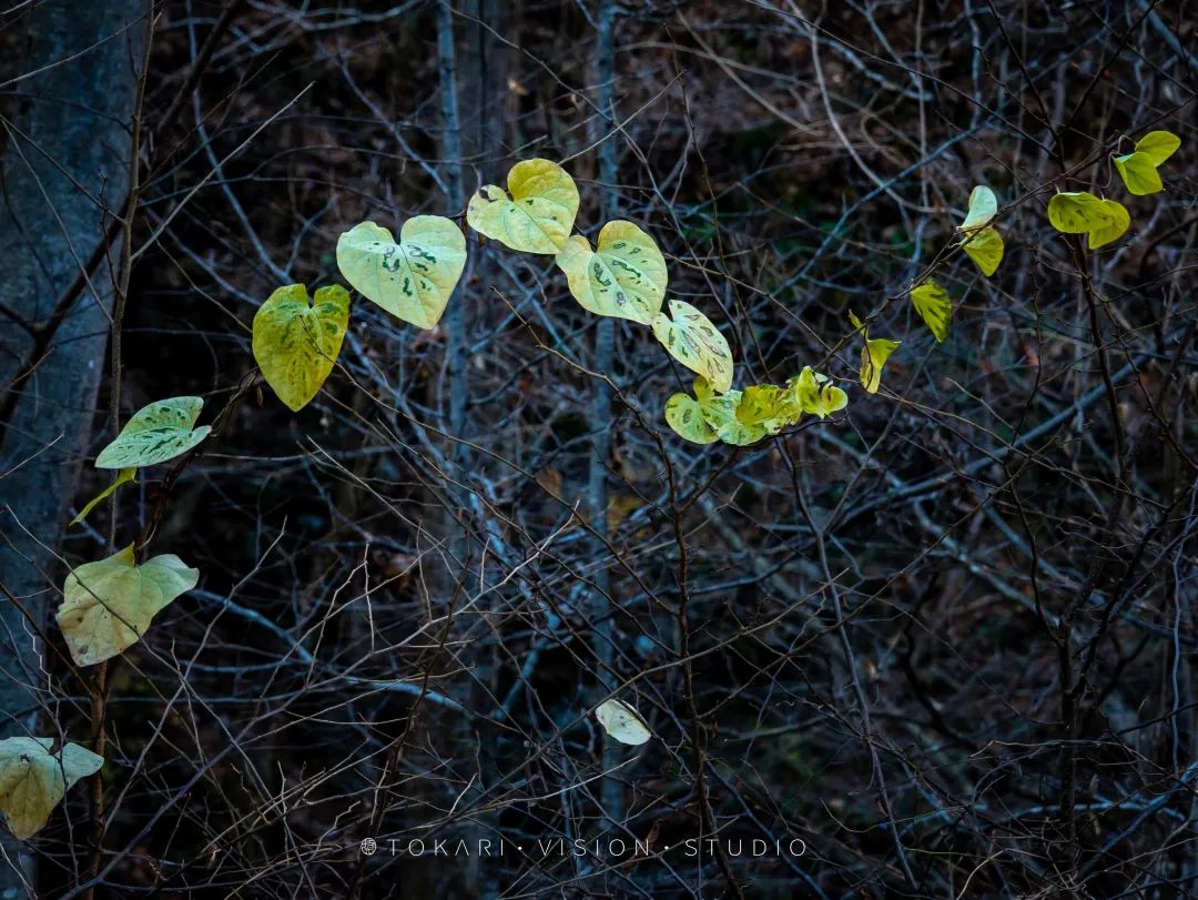 日本旅行跟团游东京北海道,日本旅行中文团