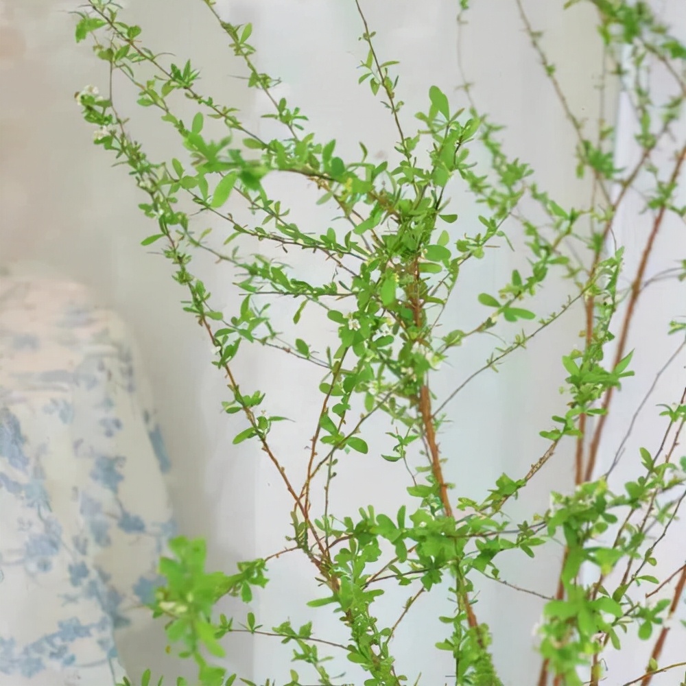 网红干树枝,网红水培干枝树