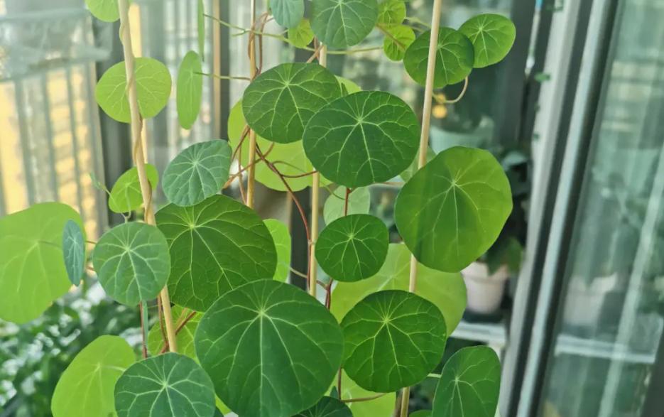 养山乌龟的风水,养山乌龟用什么盆最好