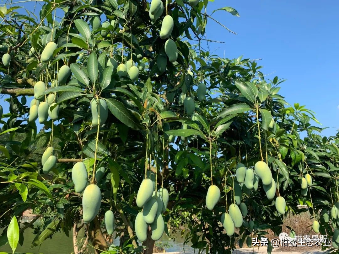 广西中国第一水果产区,广西十大水果产量排名