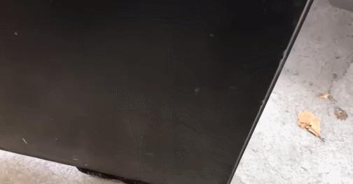 小狗狗被丢弃,狗狗被遗弃后引来众多狗疯狂报复