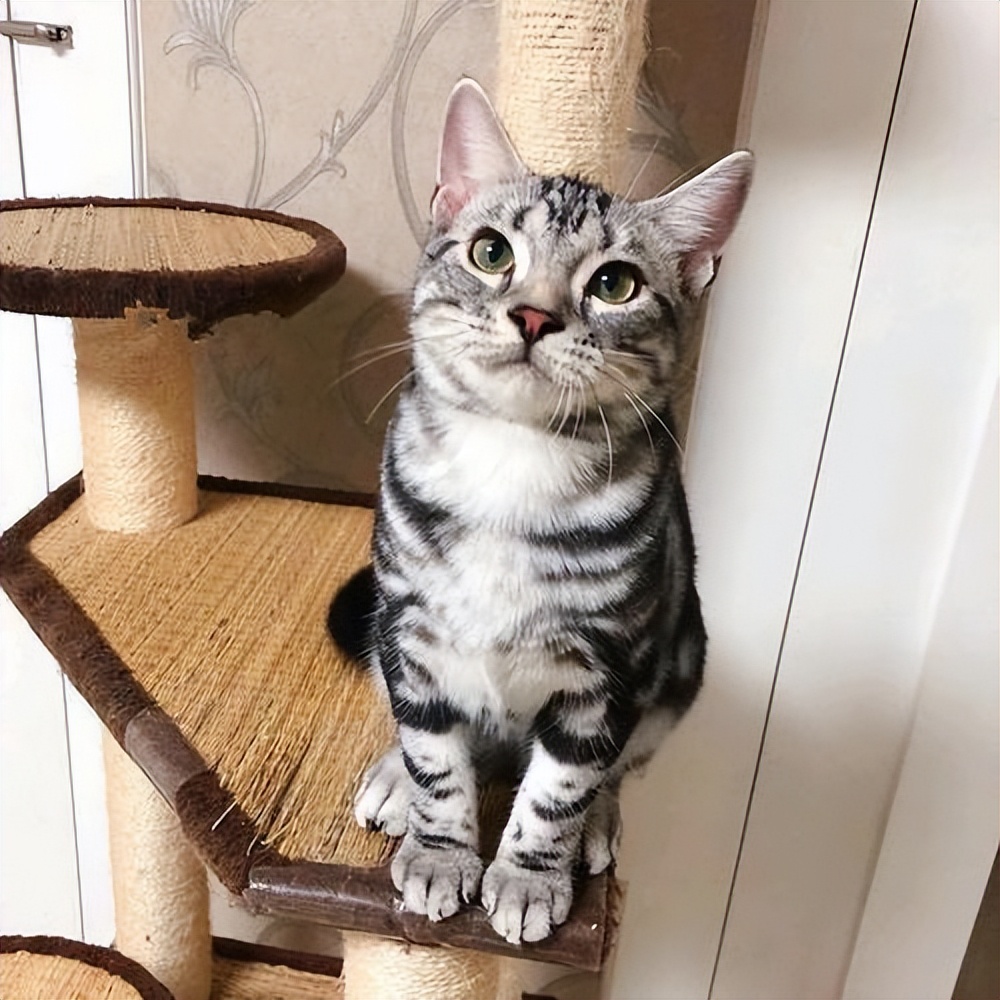 美短猫有哪些品种和优缺点,美短猫最好看能好看到什么程度