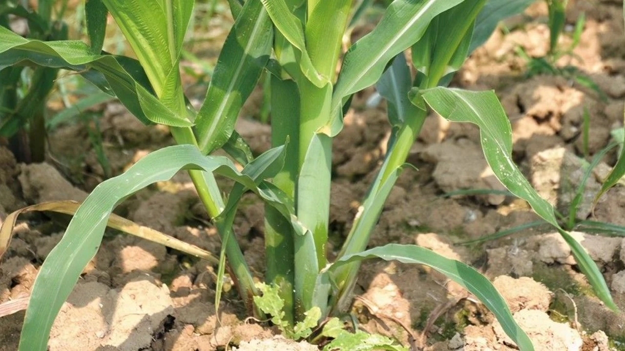 春玉米芽子用掰吗,玉米芽子需要掰还是不需要掰