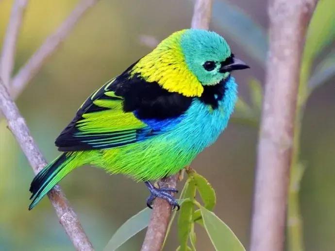 奇怪的小鸟视频,稀奇古怪的鸟