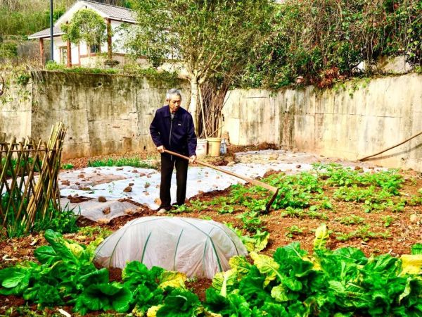 发展庭院经济助推乡村振兴,乡村庭院经济如何打造成大产业