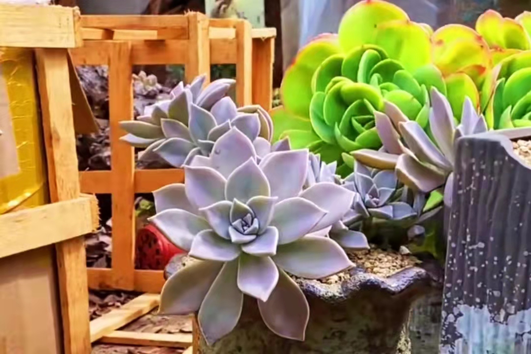 便宜又好养的5种多肉,皮实好养容易出状态的多肉有哪些