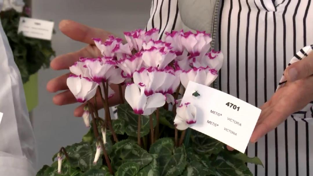 娉曞浗鑾幈灏斾粰瀹㈡潵鍝佺,鑾幈灏斾粰瀹㈡潵