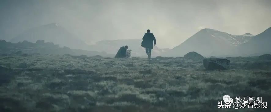 冰岛恐怖羊崽,冰岛羊崽