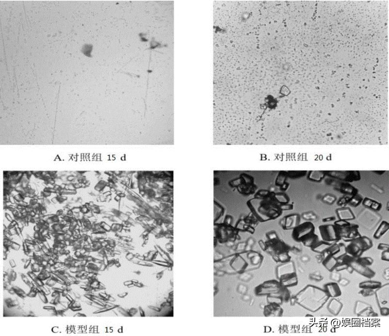 血粉有什么营养价值,血粉打窝的危害