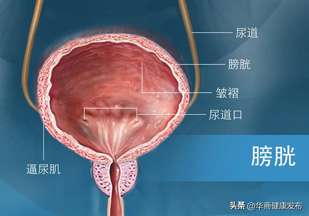 孕妇憋一次尿有什么危害,孕妇突然憋一次尿会怎么样