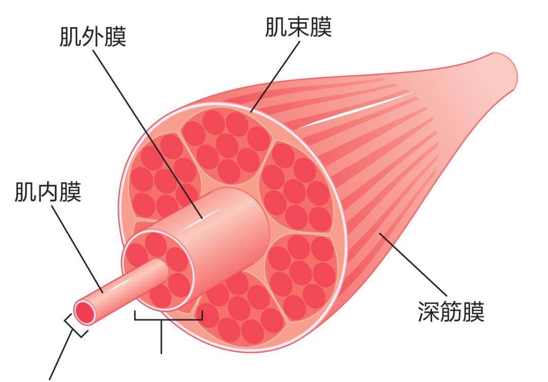 瘦肩针缓解肩颈劳损,颈肩肌筋膜炎和肩周炎