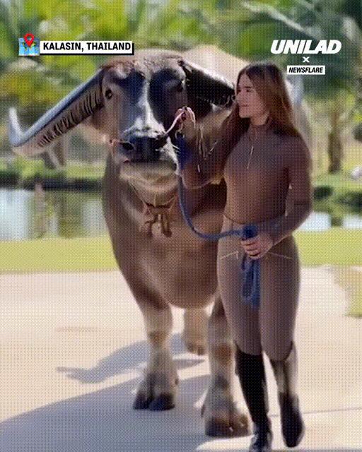 动物界中最强大的动物,动物界中最强动物