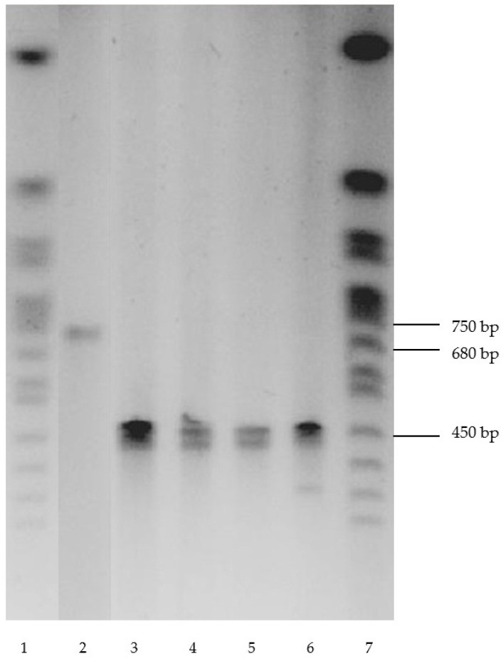放线菌菌剂的作用包括哪些,放线菌代谢产物的作用