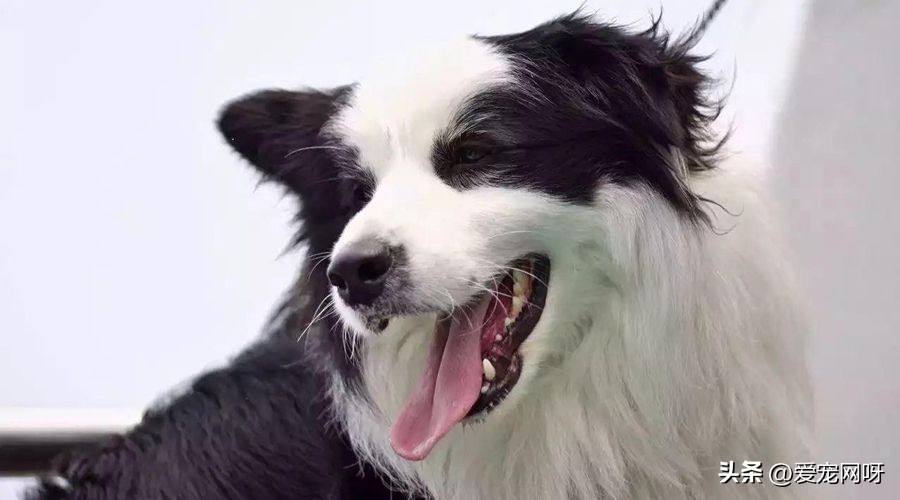 最好训练的狗是边境牧羊犬吗,每天了解一种动物