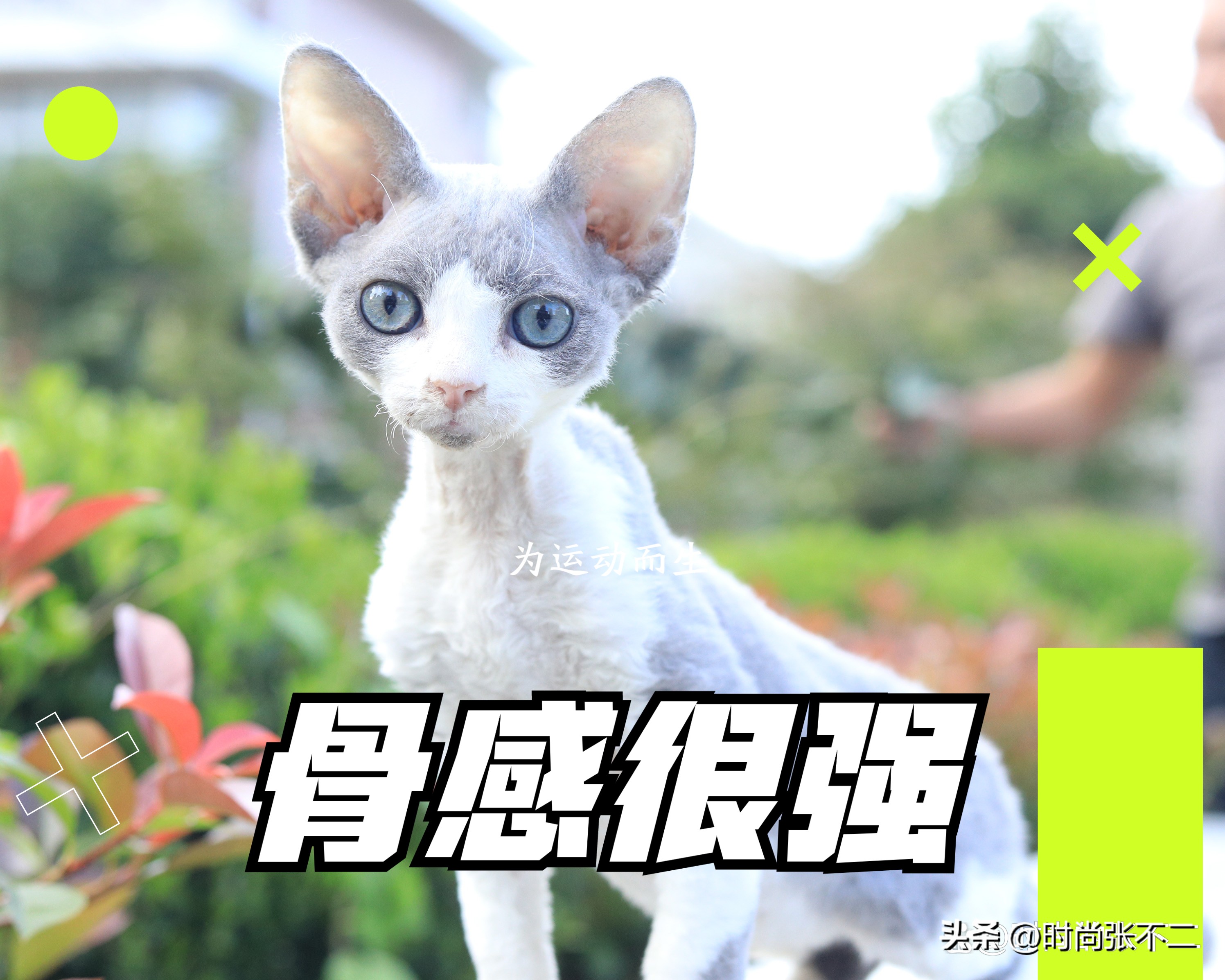 品种猫是怎么繁育的,如何挑选性格好的德文猫