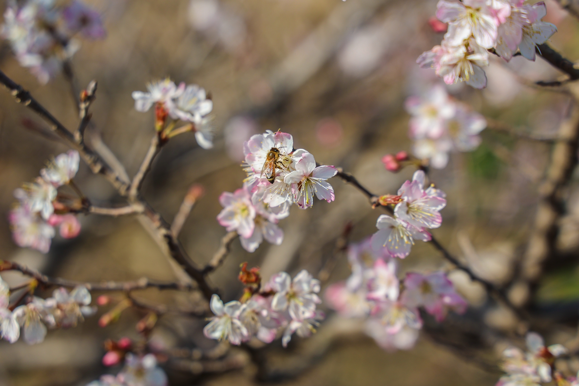 “云”上摄影展丨《徐村*光春**美人勤春来早》