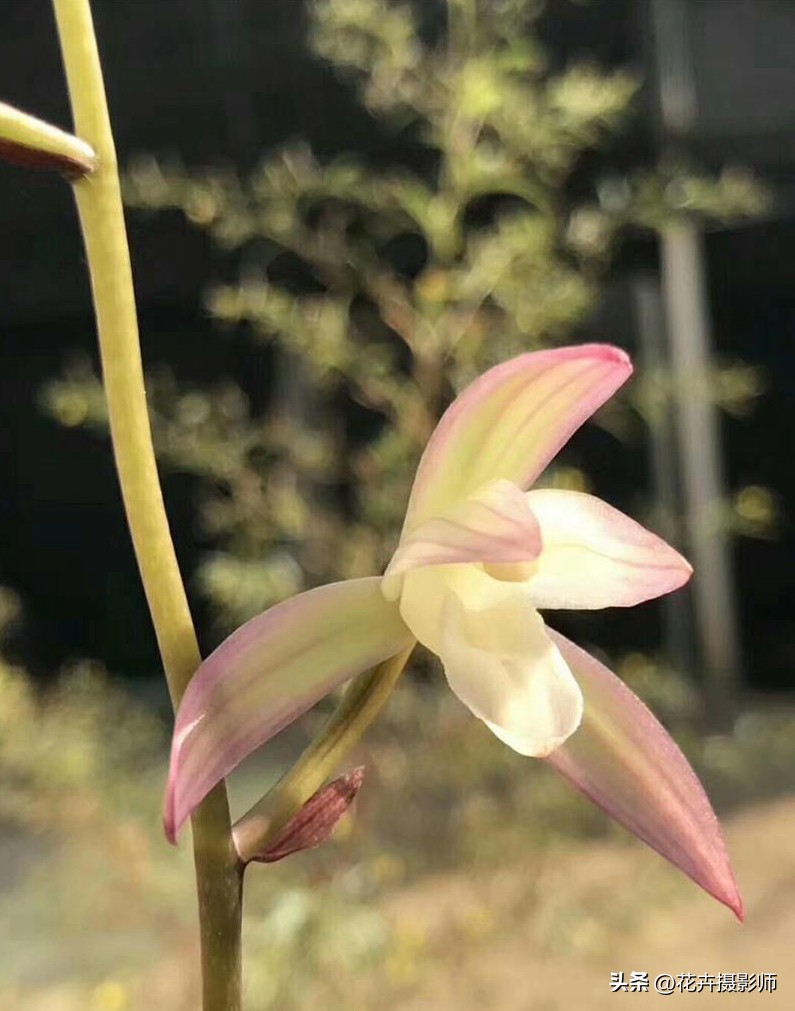 适合家里养的兰花名贵品种,适合家庭养的名贵兰花