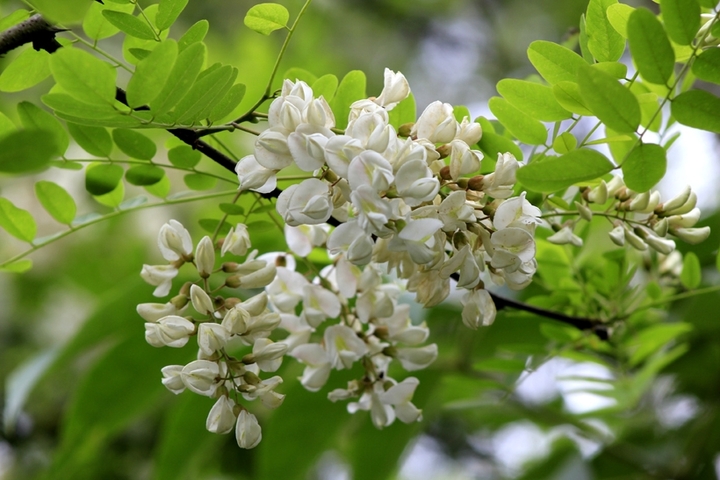 写槐花美的诗句,描写槐花清新淡雅香气四溢的诗句