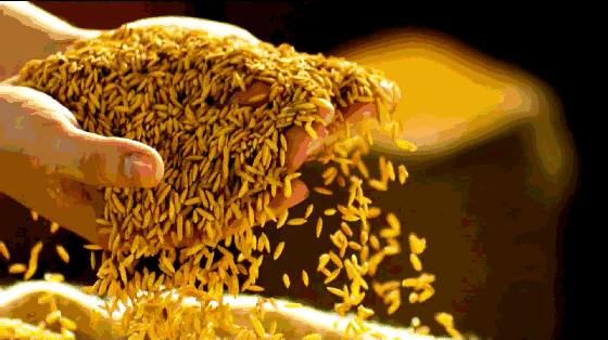 黑龙江五常响水大米,黑龙江五常大米口碑最好的米