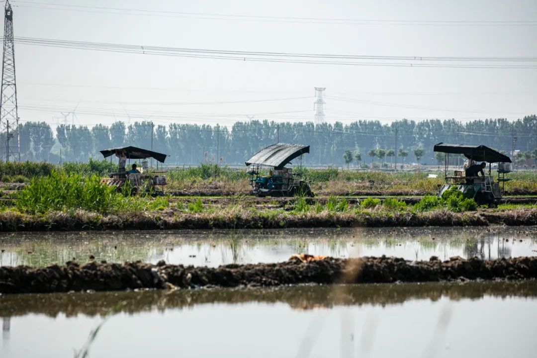 武清水稻田,田间地头看春耕生产
