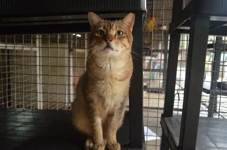 新加坡遛娃免费景点推荐一下,新加坡周末遛娃