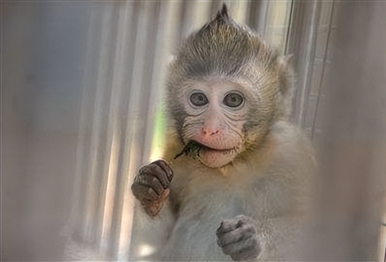 实验猴价格暴涨20余倍,实验猴价格飙涨20倍的原因