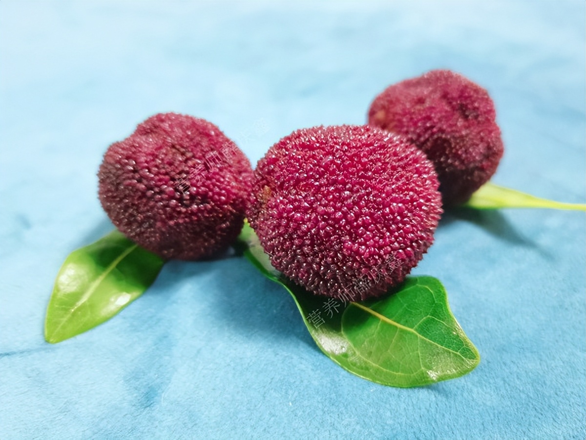 杨梅不洗干净变成一道荤菜,吃了杨梅什么菜不能吃