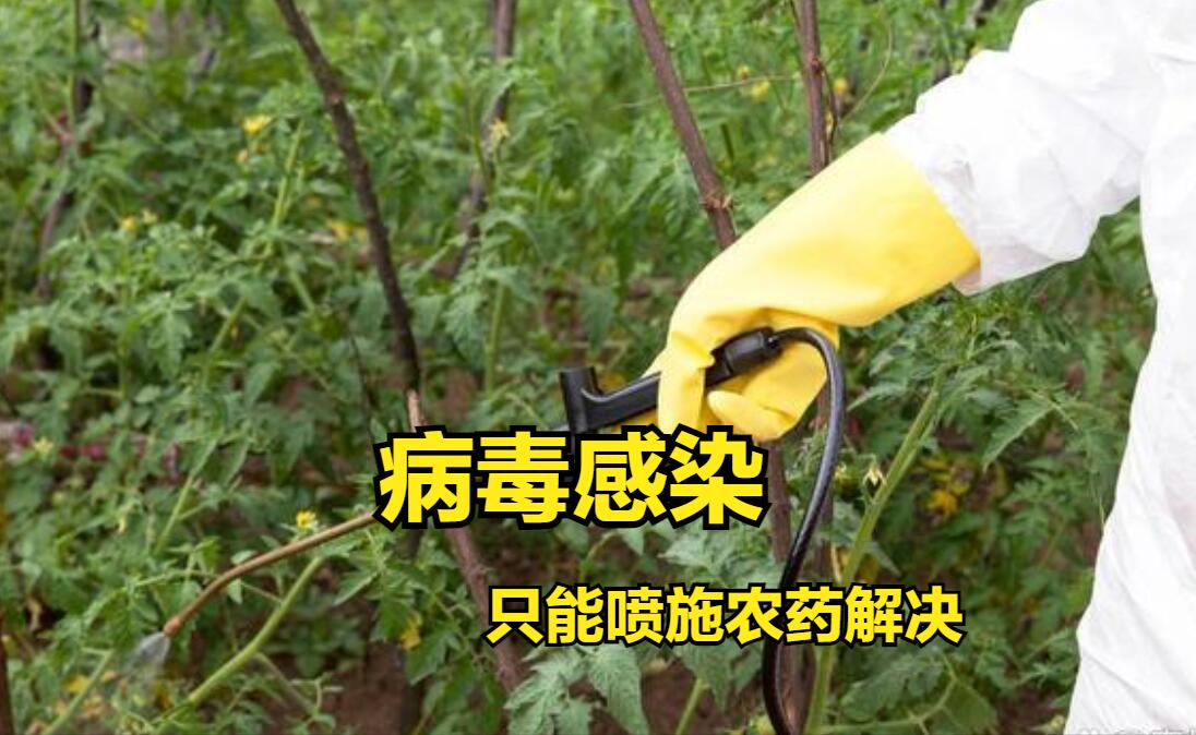西红柿黄头能恢复嘛,种植西红柿发黑怎么回事