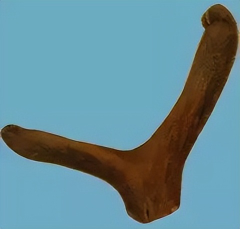 每天学习一味中药教学,中药鹿茸煎煮方法