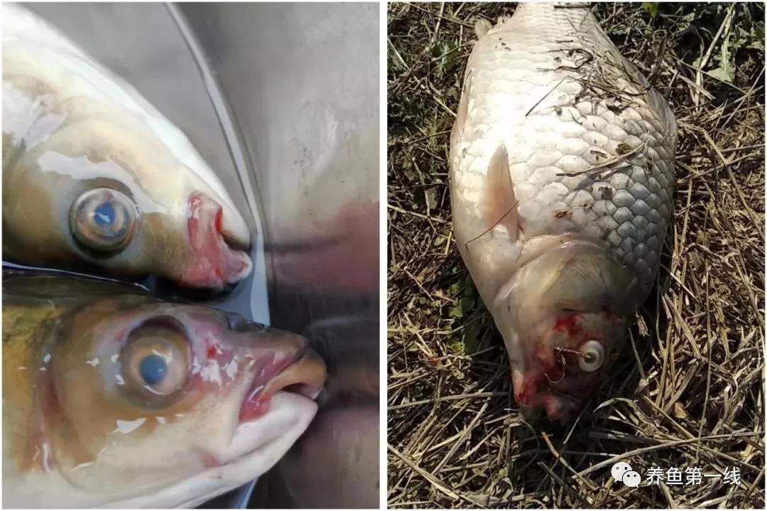 鱼类红嘴病图片,鱼烂嘴病的治疗方法