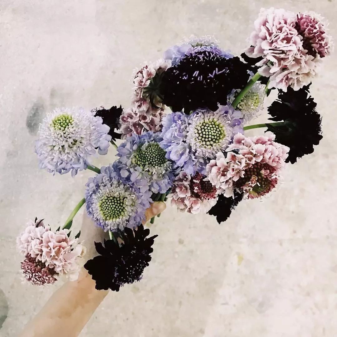 闀垮緱鍍忚冻鐞冧竴鏍风殑妞嶇墿,鍜岃冻鐞冩湁鍏崇殑妞嶇墿