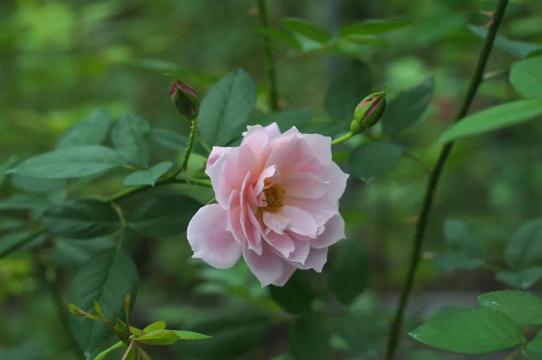 日本月季：葵-七（Aoi-nana）