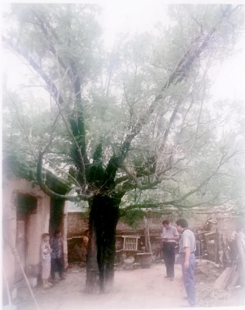 成武县古树,临武县古树