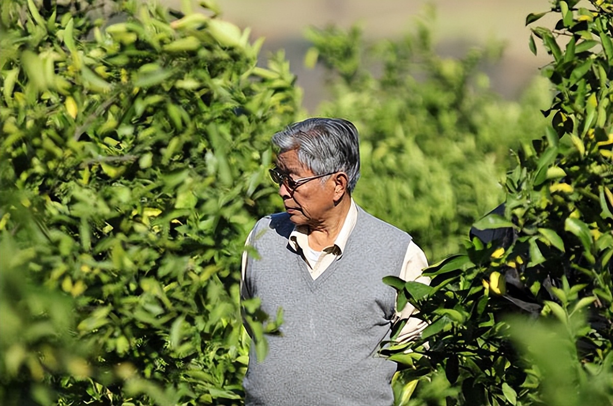 烟草大王褚时健为何入狱,50岁入狱73岁创业女版褚时健