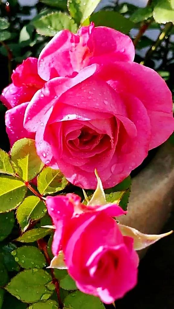 玫瑰是爱情的使者,玫瑰是每个女人的最爱