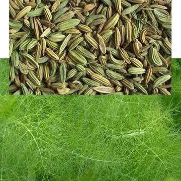 小茴香泡水喝的功效,小茴香的功效作用