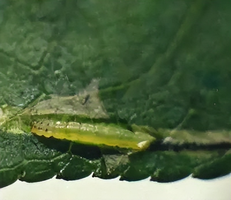 樱桃病虫害防治及管理专家,樱桃病虫害周年管理技术讲解