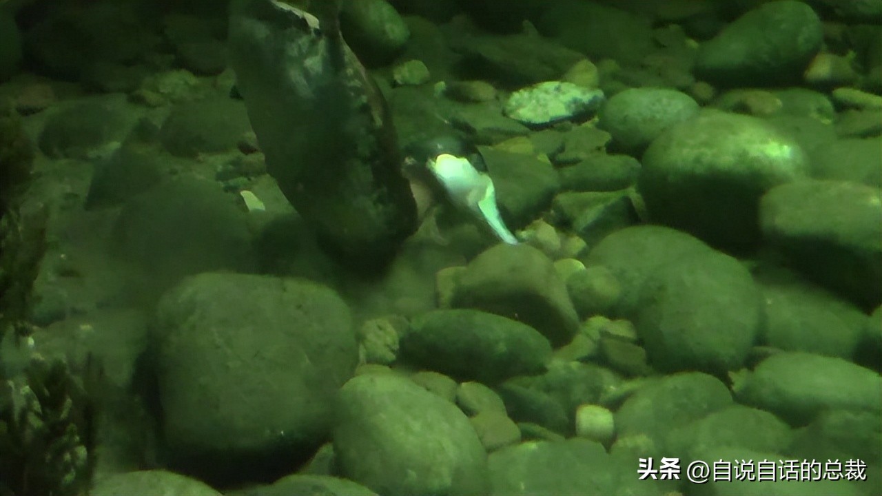 鸭：一鸭战四虎？弹射胜航母？鸭子的真相，也许超乎你的想象