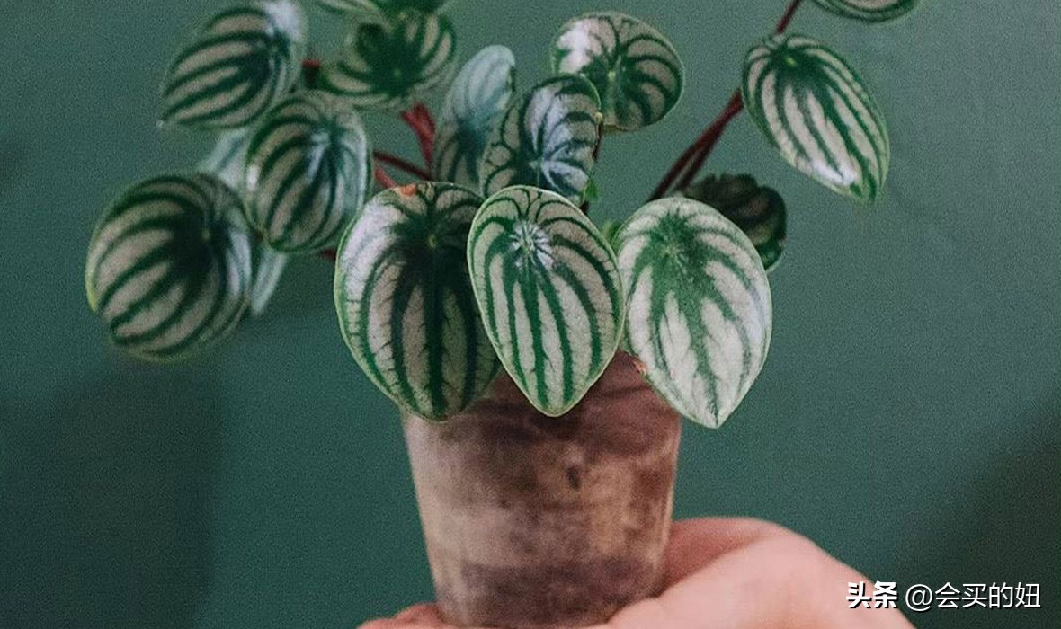 好看的绿植店铺推荐,招财又好养的店铺绿植