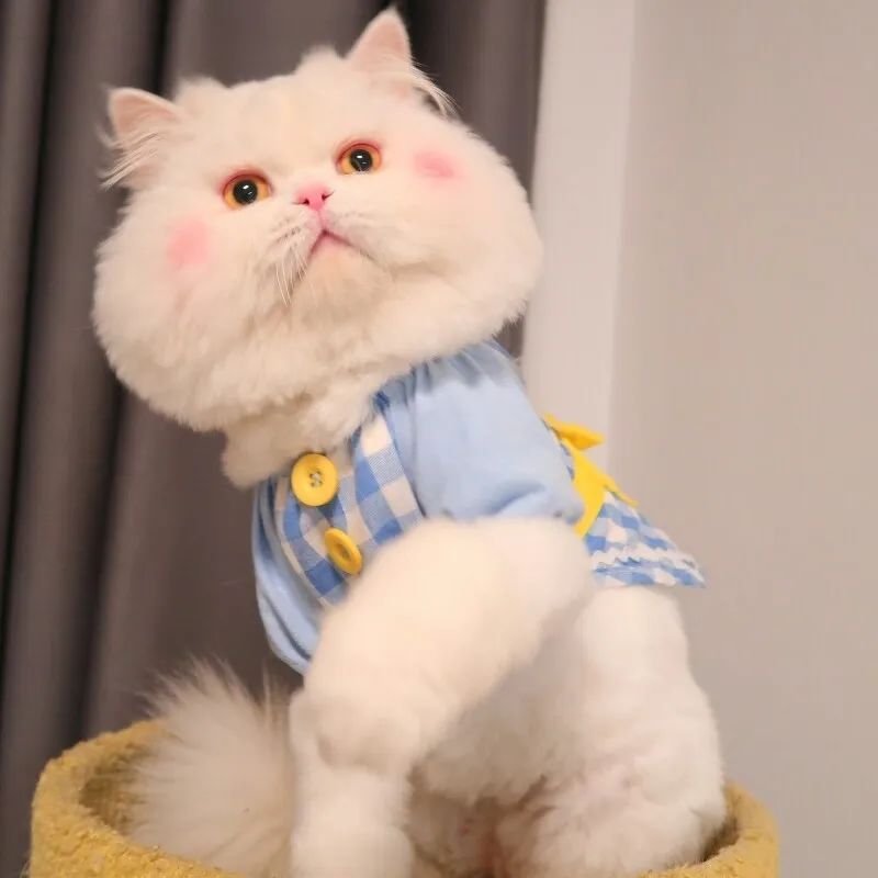 猫贩子买猫被骗,别被可爱的外表欺骗了