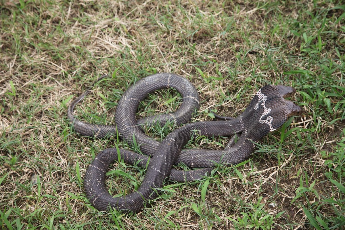 澳洲连蚂蚁都是狠角色？父子露营发现蚂蚁撕咬毒蛇，差点只剩白骨