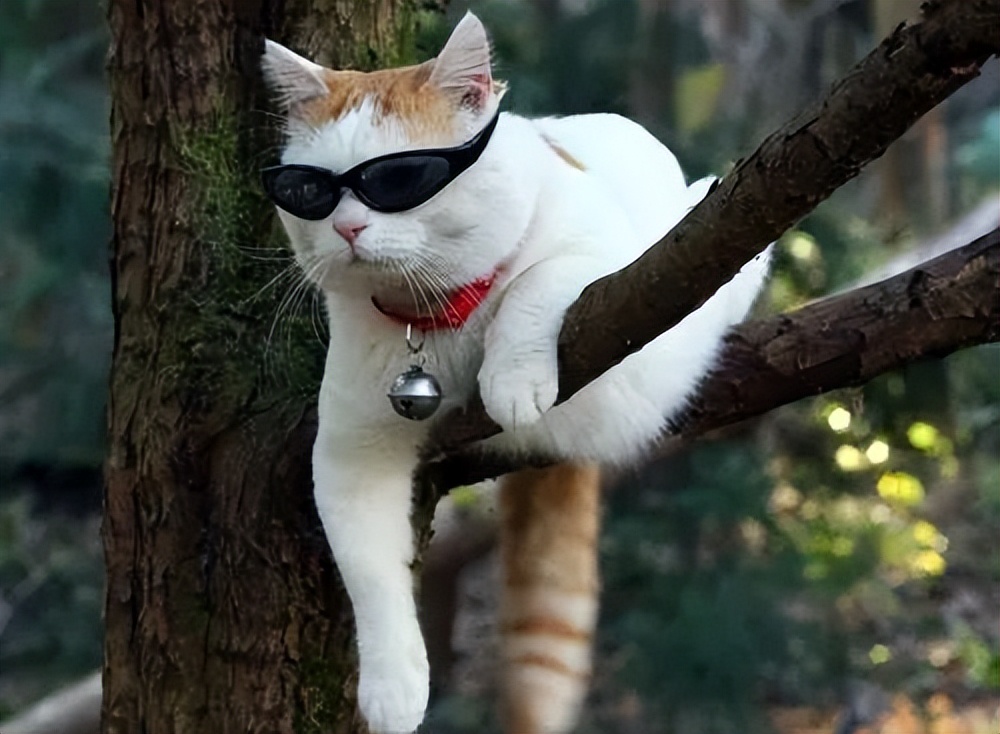 广府人为什么叫作弊做“出猫”？这6只猫，所有广东人都识