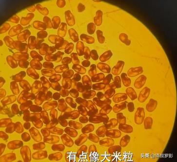 男子50元买海鲜发现是海洋活化石,一男子花10万买海参后续